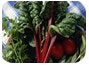 Rhubarb