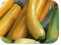 Summer Squash